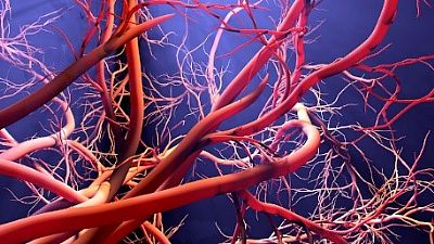Queijos protegem os vasos sanguíneos dos efeitos nocivos do sódio