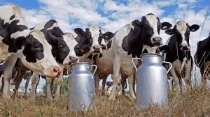 Custo de produção de leite fechou primeiro semestre do ano em queda