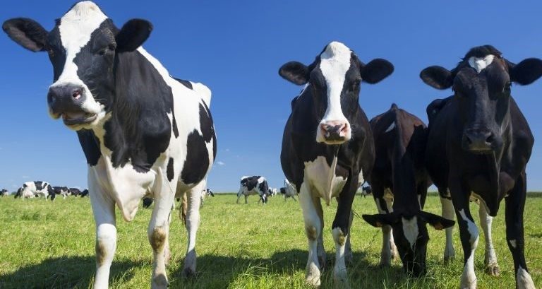 Custo de produção de leite tem queda de 0,2% em agosto