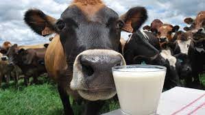 Preço do leite pago ao produtor cai quase 15% em Setembro