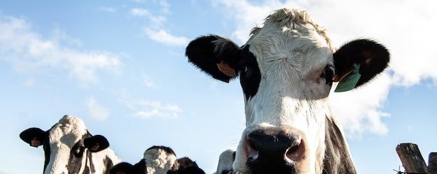 A FAO prevê aumento global da oferta de leite em 2023